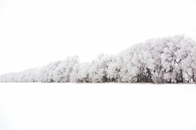 wall-of-trees-burdened-with-snow.jpg