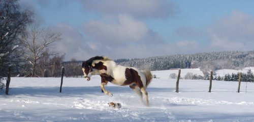 cheval et chien.jpg