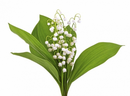 Vite-un-brin-de-muguet-!_portrait_w674.jpg