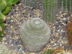 1er cactus.jpg