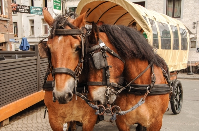 Saint-Hubert à cheval PH JLMertens 06072014 (6).JPG