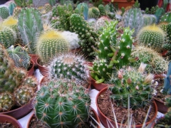 cactus.jpg