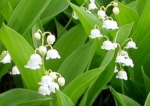 muguet.jpg